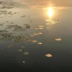 Siedlisko