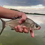 Siedlisko