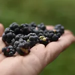 Siedlisko Alojamento de Turismo Rural Szwalk