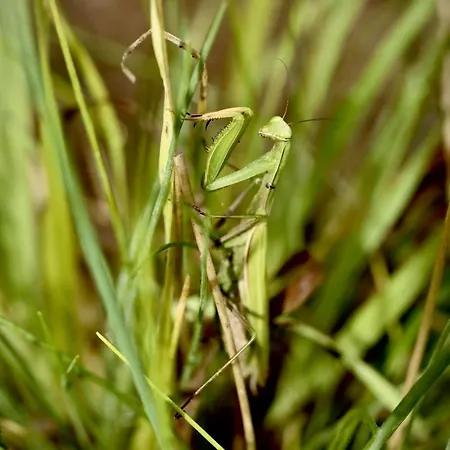 Siedlisko