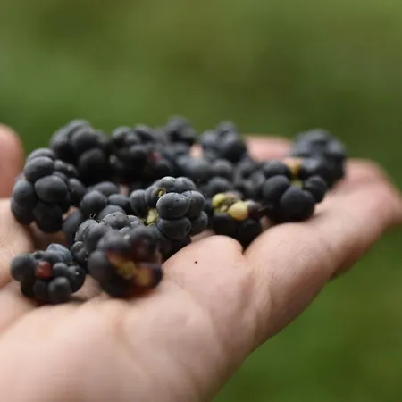 Siedlisko Agroturismo Szwalk